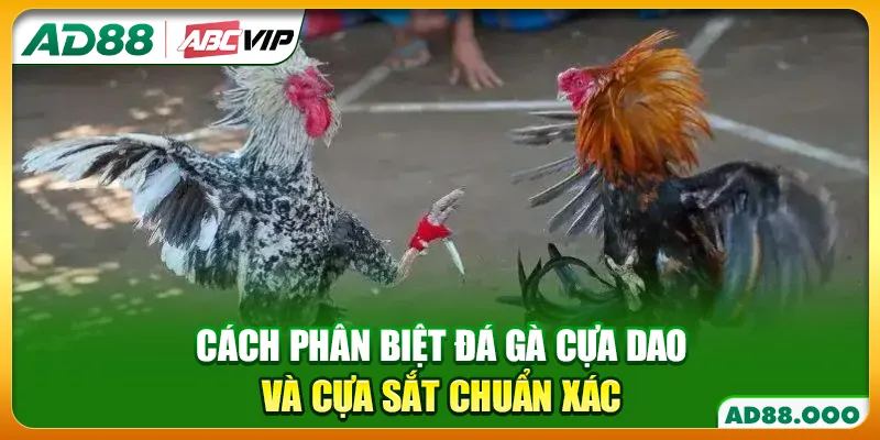 Cách phân biệt đá gà cựa dao và cựa sắt chuẩn xác