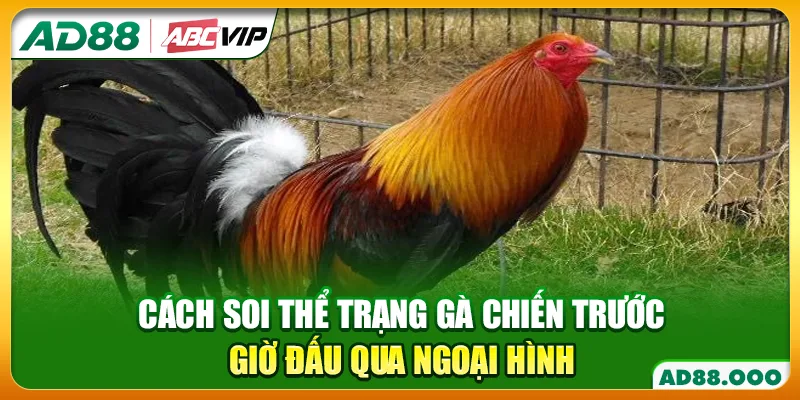 Cách soi thể trạng gà chiến trước giờ đấu qua ngoại hình