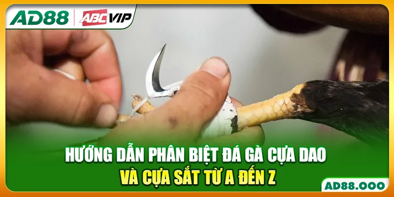 Hướng Dẫn Phân Biệt Đá Gà Cựa Dao Và Cựa Sắt Từ A Đến Z
