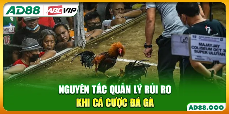Nguyên tắc quản lý rủi ro khi cá cược đá gà